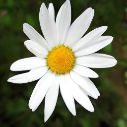 Generated sample